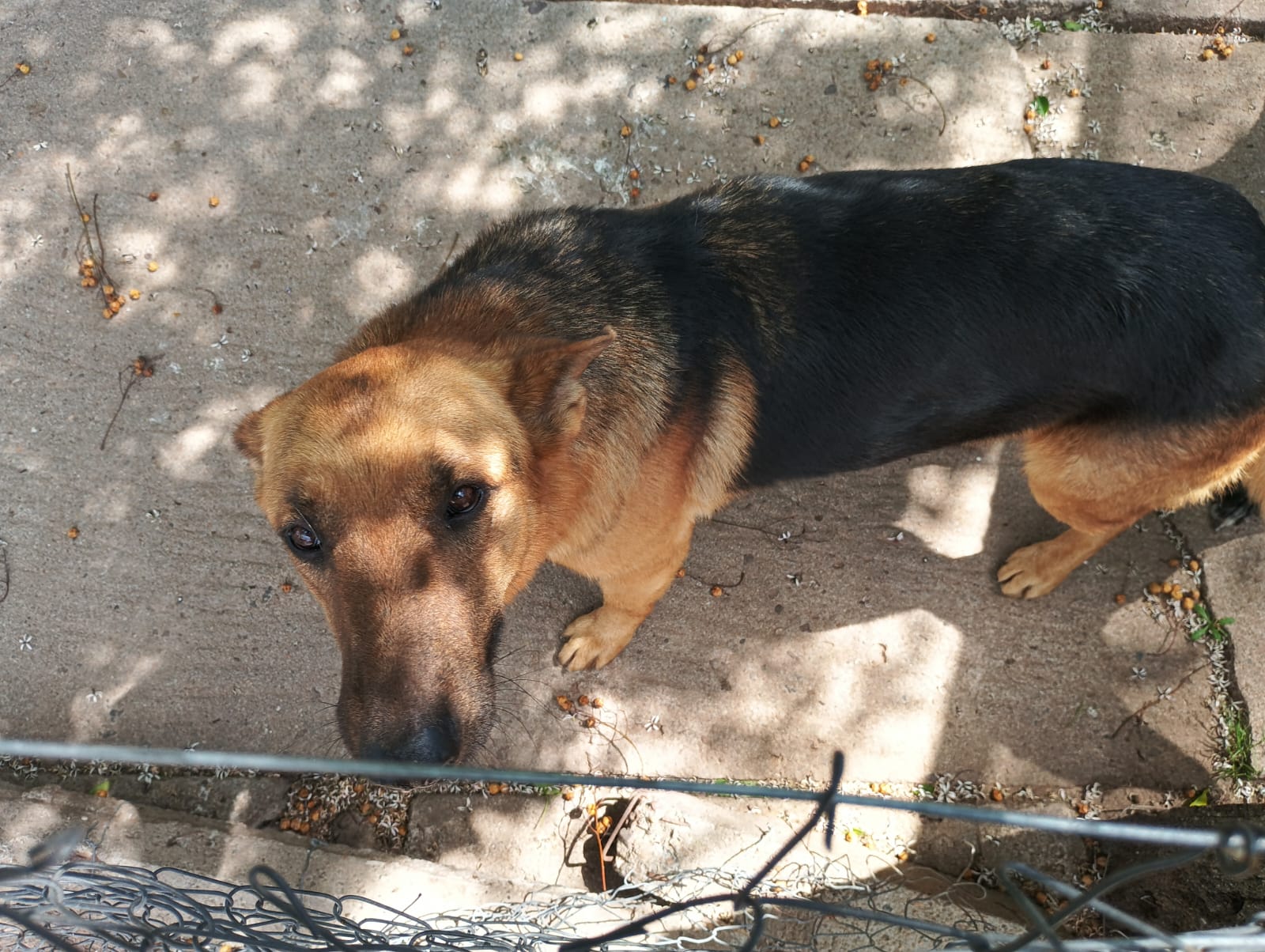 MIGUELITO - Imagen 2