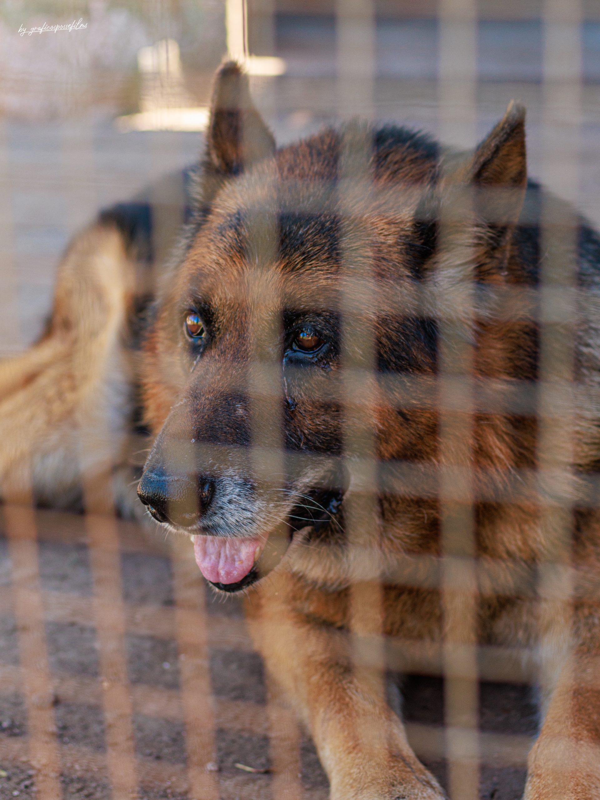 PASTOR VIEJI - Imagen 3