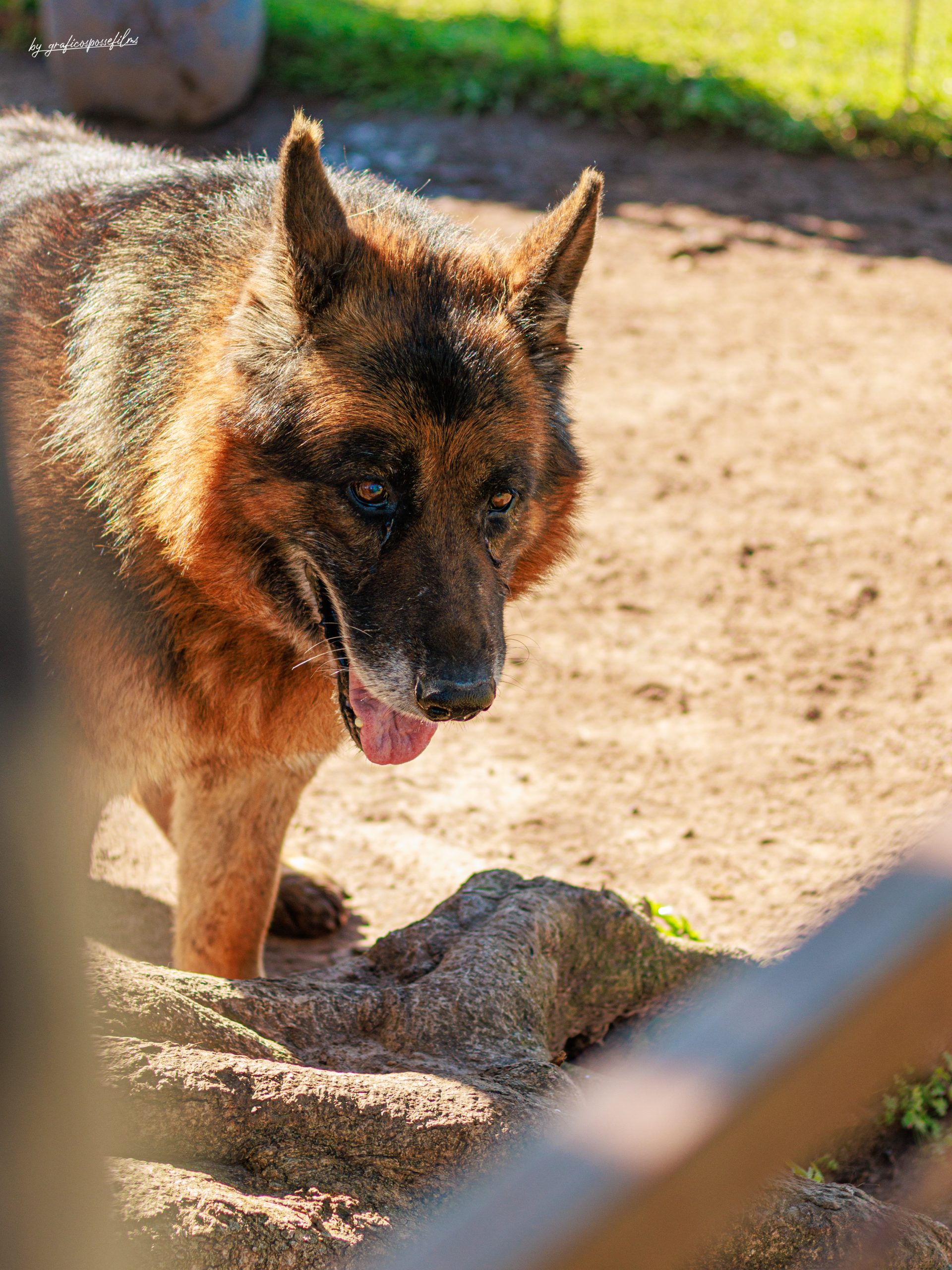 PASTOR VIEJI - Imagen 2